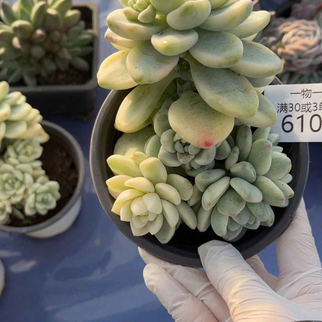 610劳尔锦多肉植物……