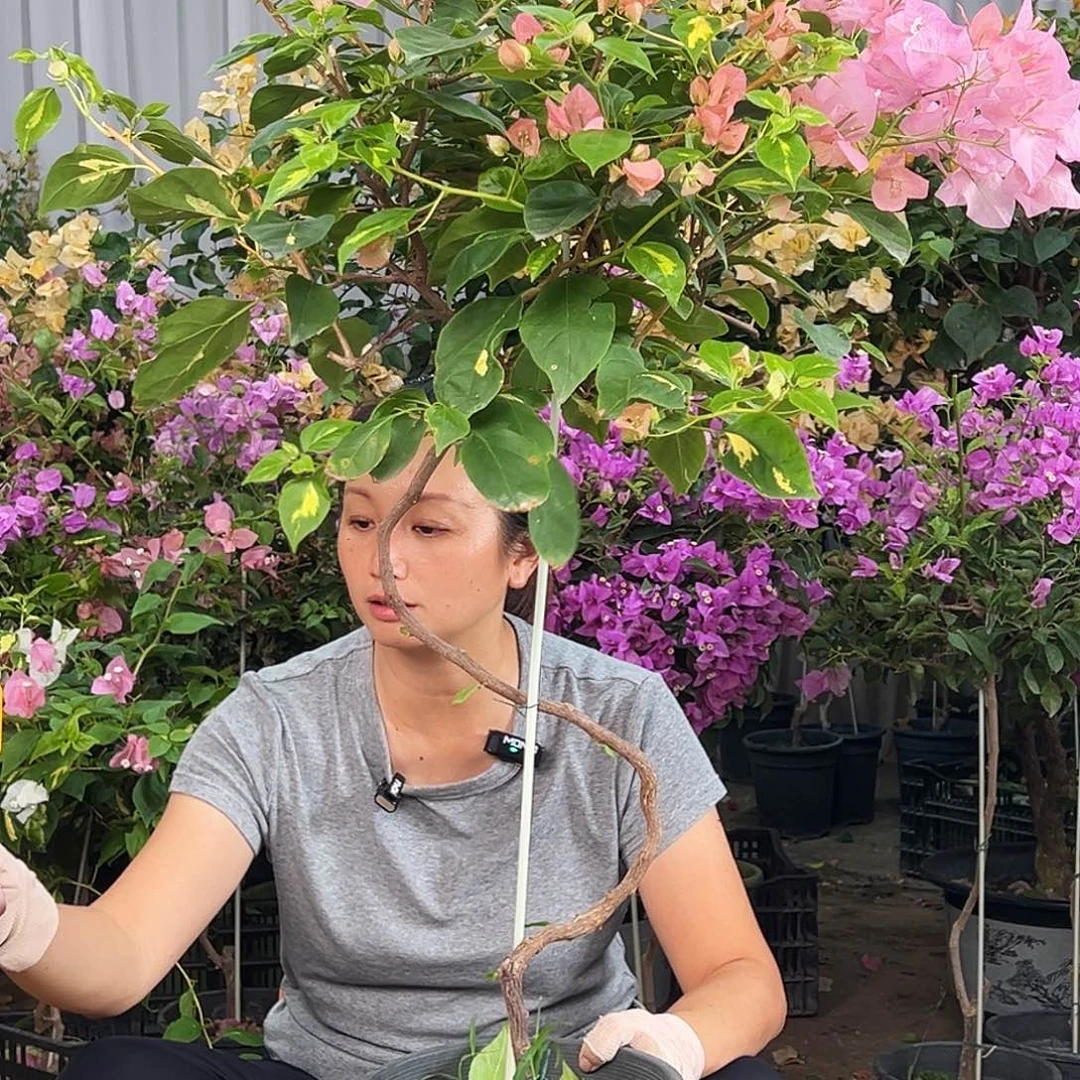 然***后大部分花苞少量开放K66橙白