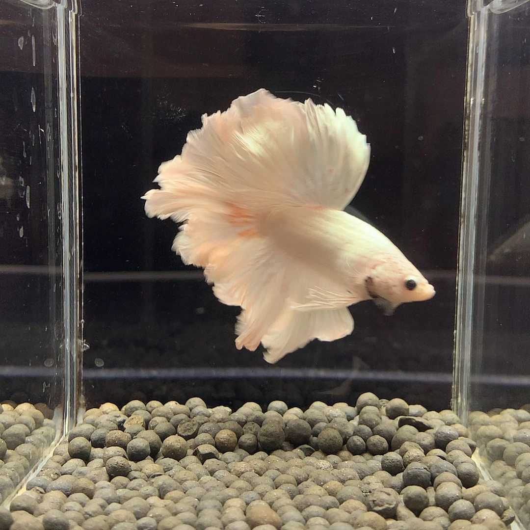 海水鱼七弟泰国斗鱼523