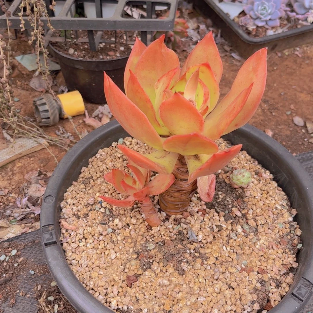 不知名多肉植物25201