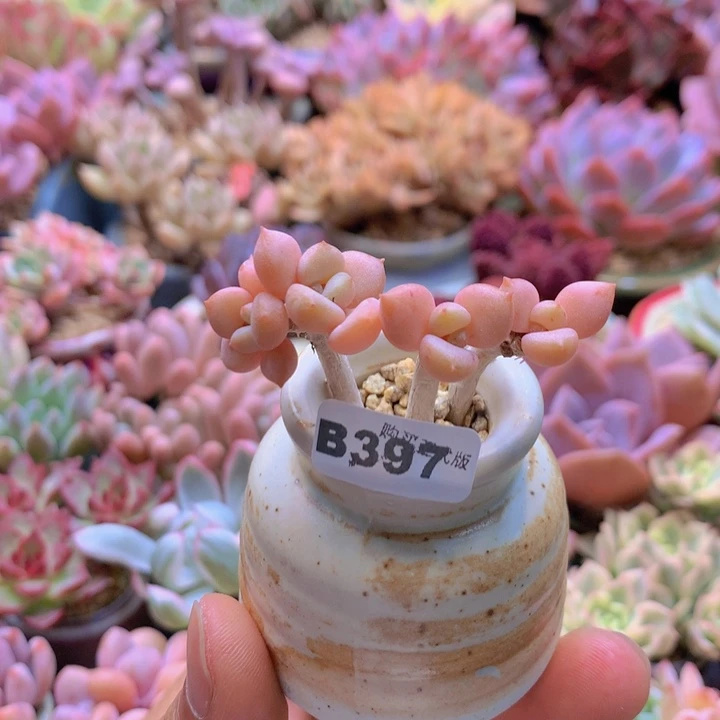 一物一拍含盆土满38包邮B397