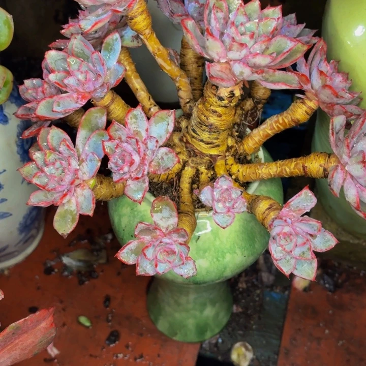 敏***敏老桩精品肉肉赫拉