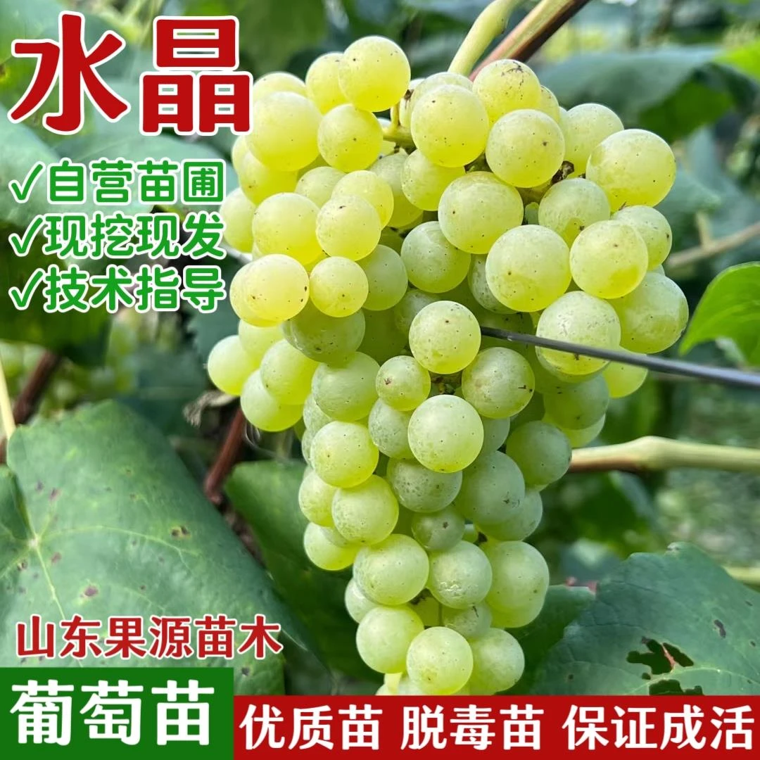 老品种水晶葡萄树苗爬藤酸甜云贵州盆栽地栽南方北方种植当年结果
