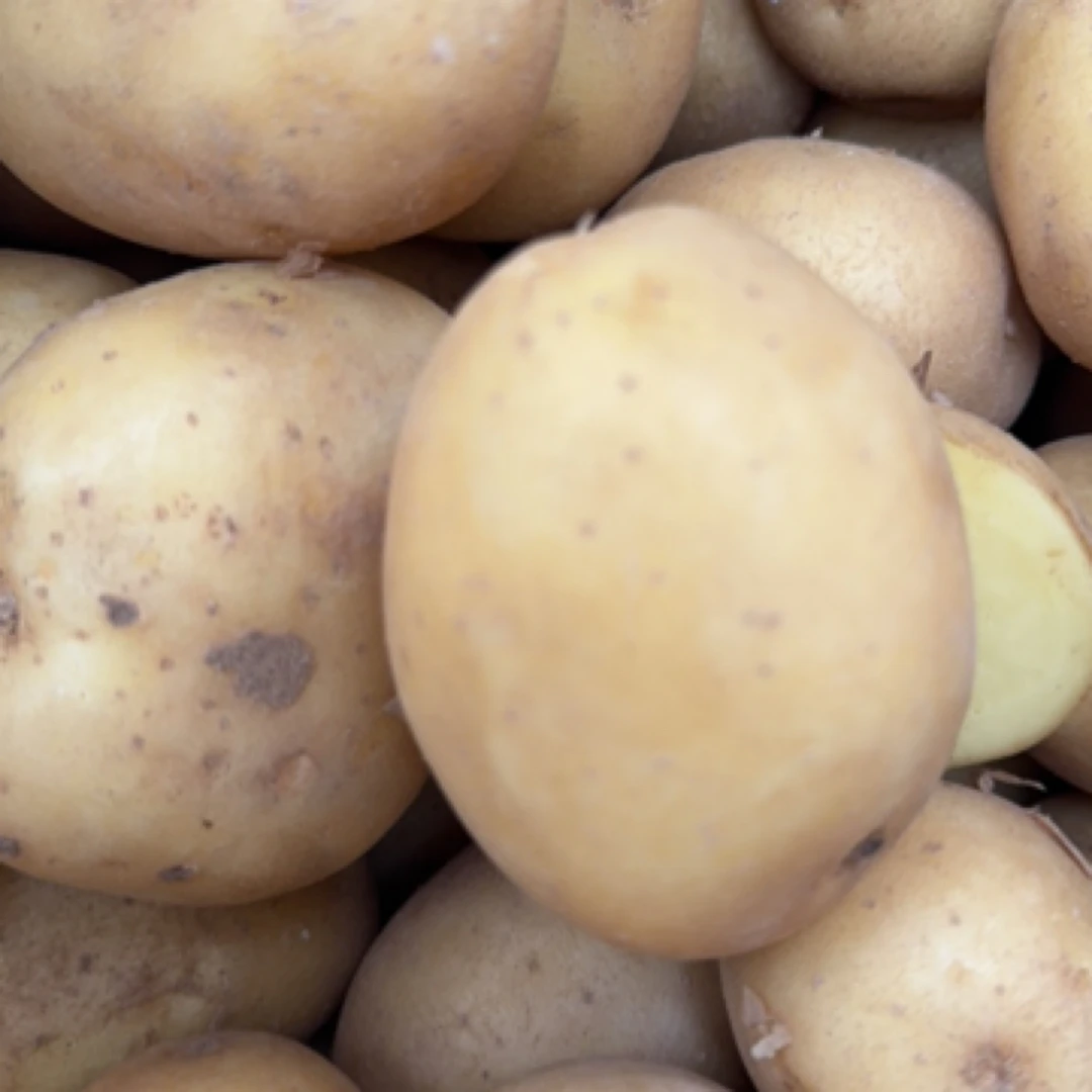 露天种植新鲜白皮黄心心土豆沙糯粉面口感好