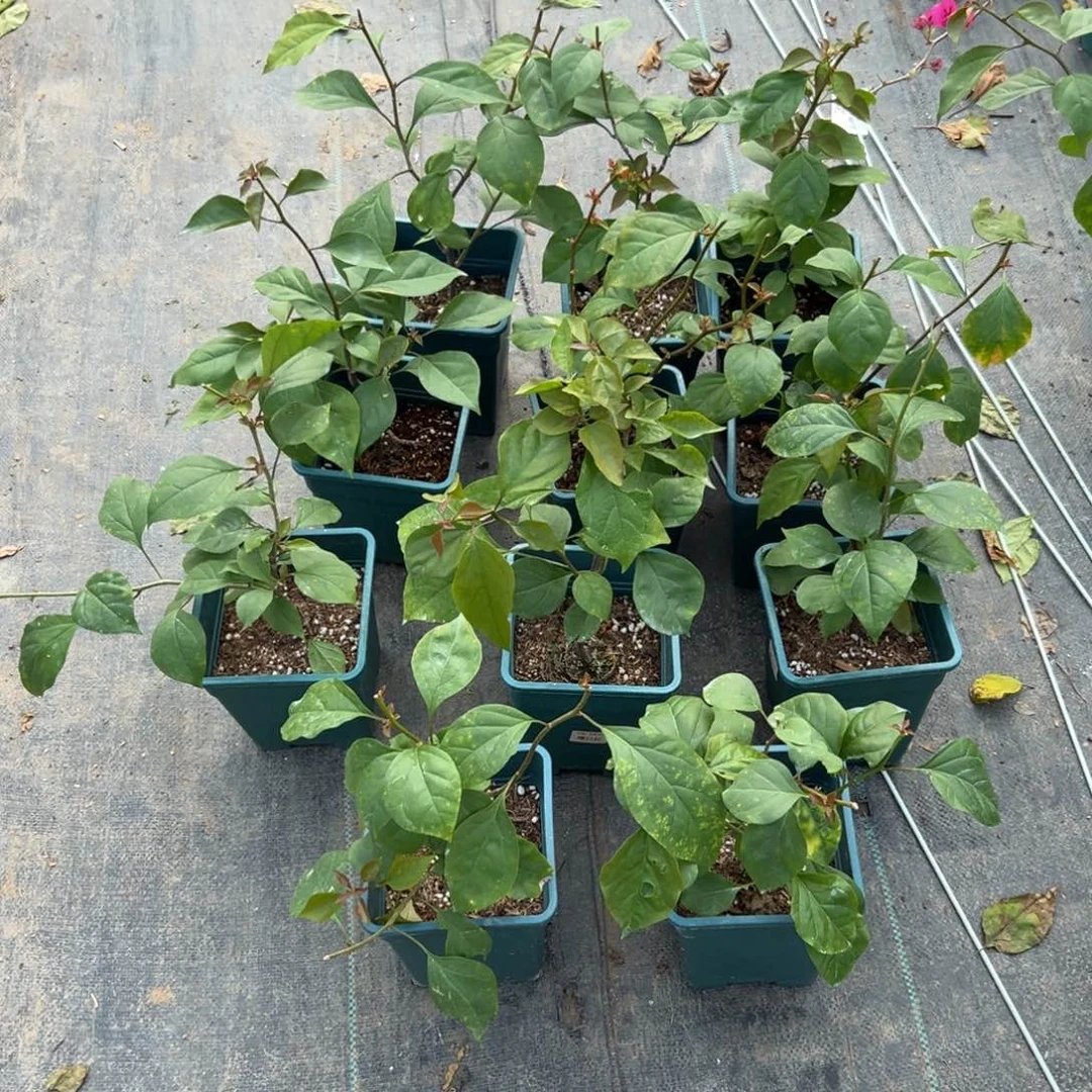 无花朵【橙口红一棵】随机发货福利款不售后