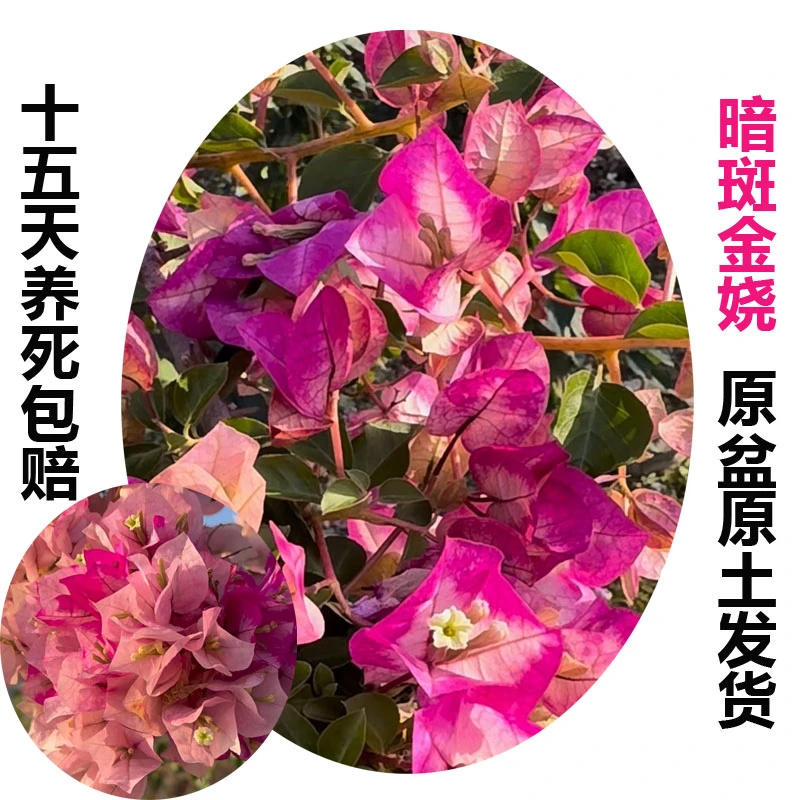 暗斑金娆(三角梅)原生大苗四季开花老桩爬藤植物