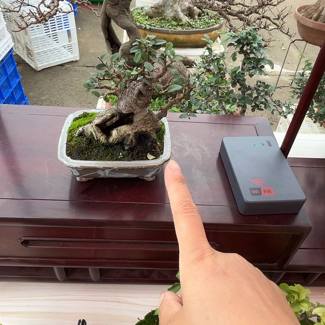 无花朵杂木盆景榆树