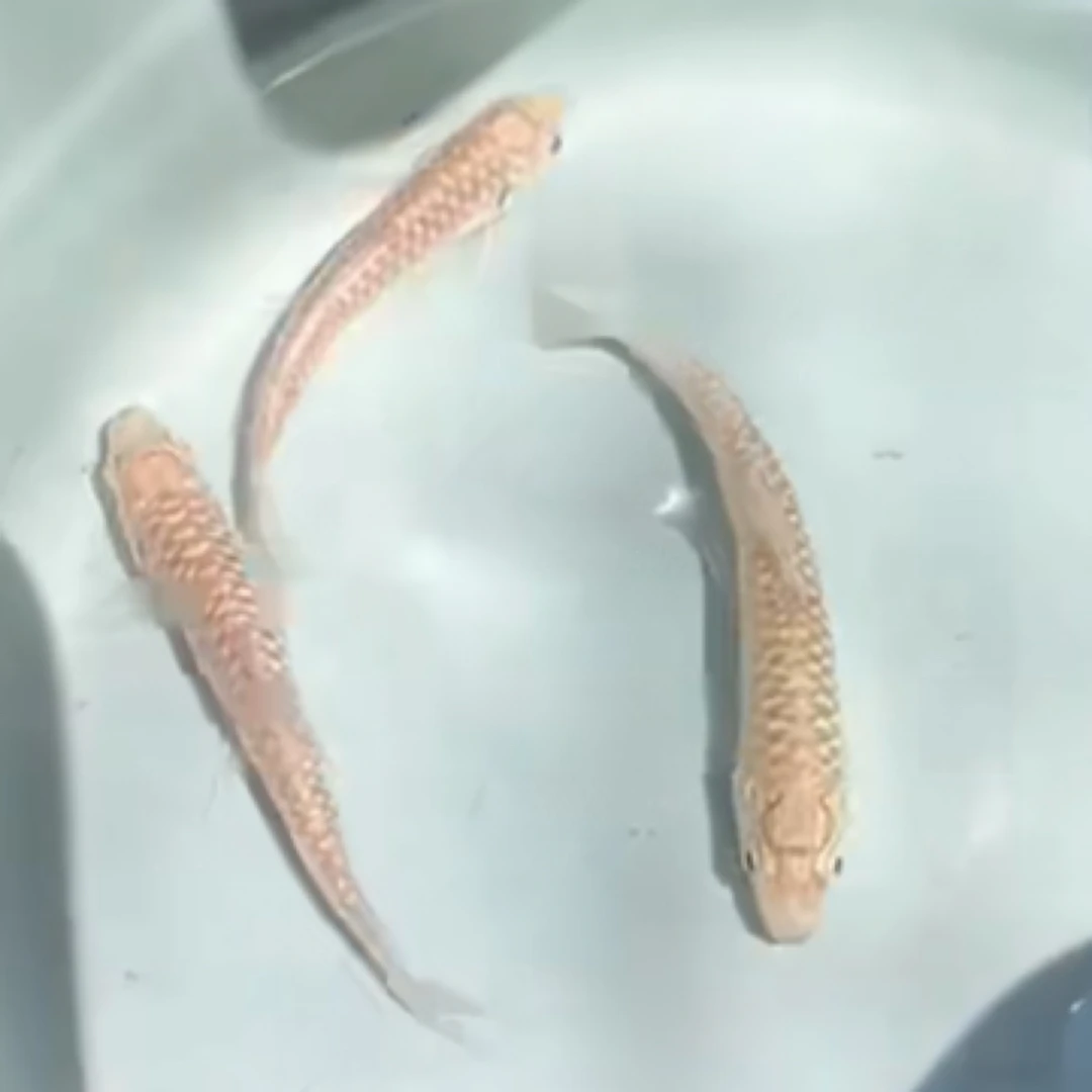 马来西亚沙捞越忘不了鱼 吃风车果长大的鱼 大鳞结鱼似野结鱼