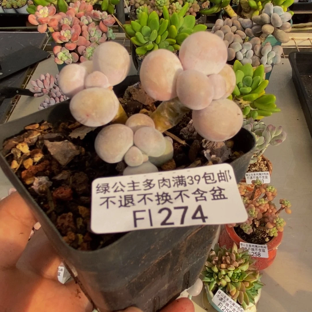 274橙奶多肉肉4c m