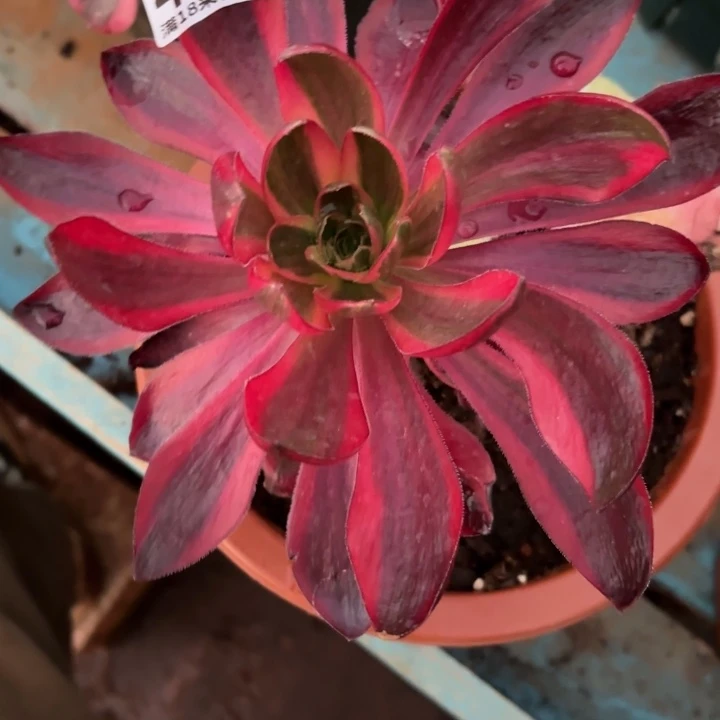 401烈焰掌心多肉法师锦