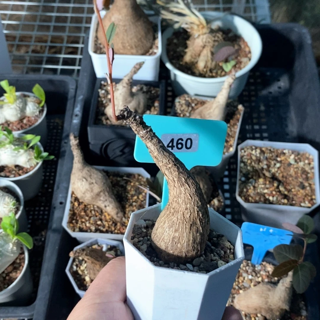 奇异油柑产地多肉植物