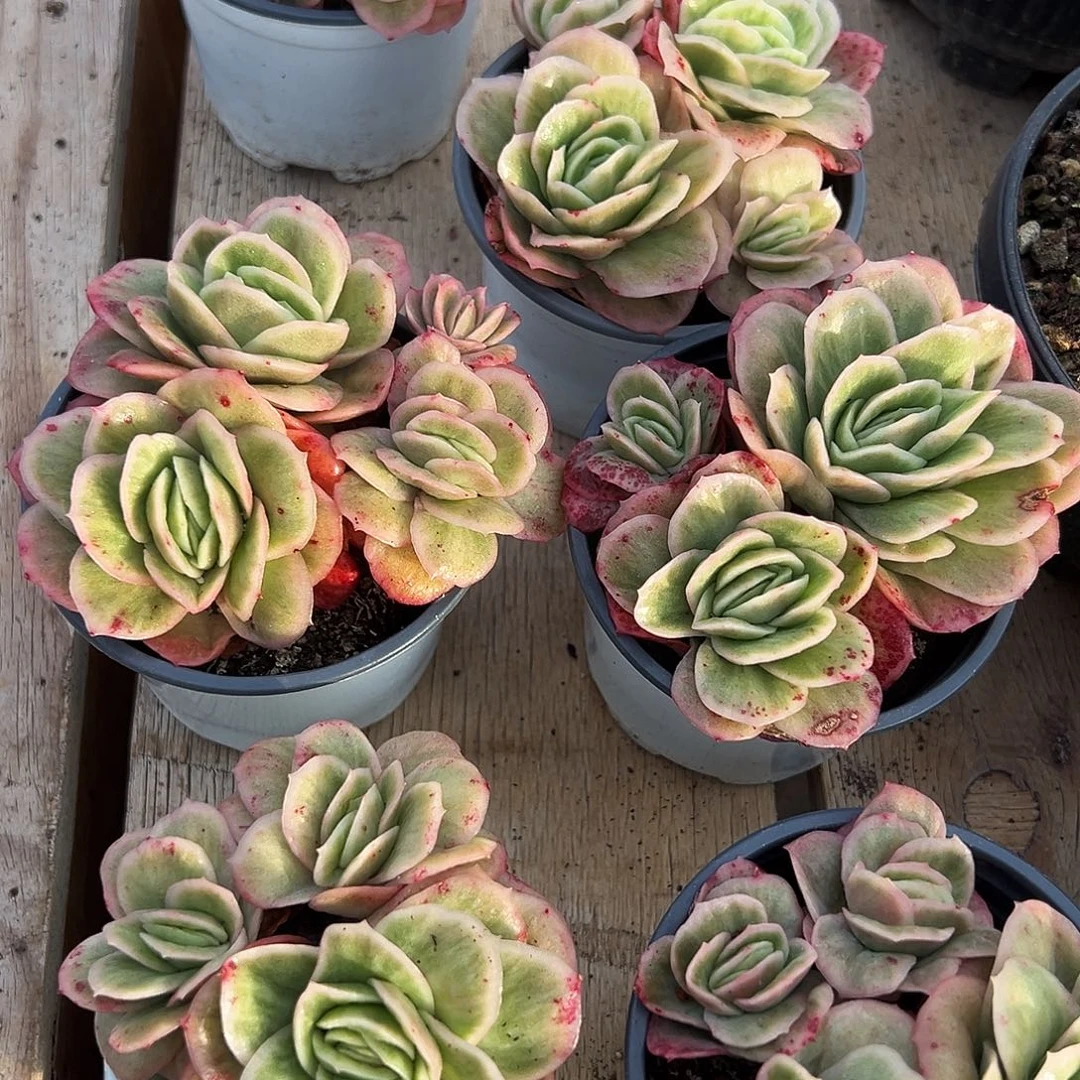 冰玫瑰锦5.8一颗0000