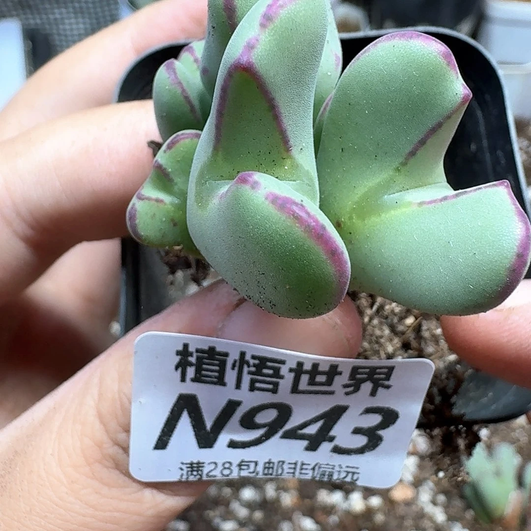 多肉W的润泽吃吧gn