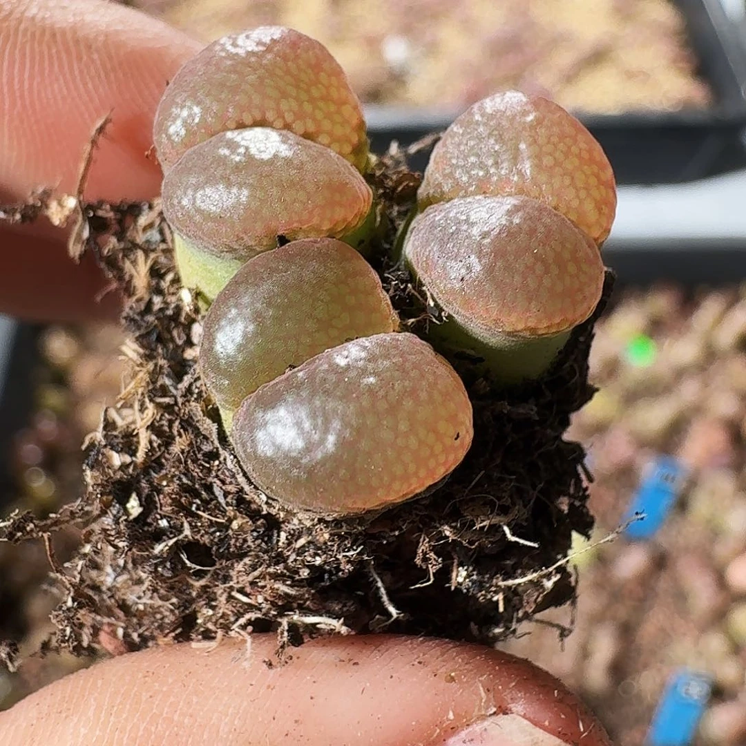 无花朵福利风铃走起107