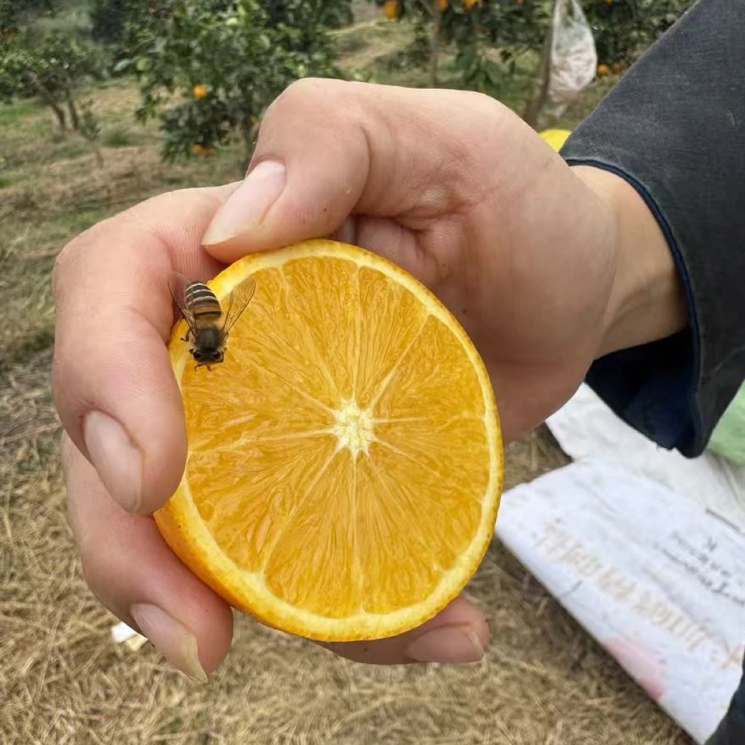 正宗麻阳冰糖橙新鲜采摘产地现摘现发香甜多汁应季水果橙橙子