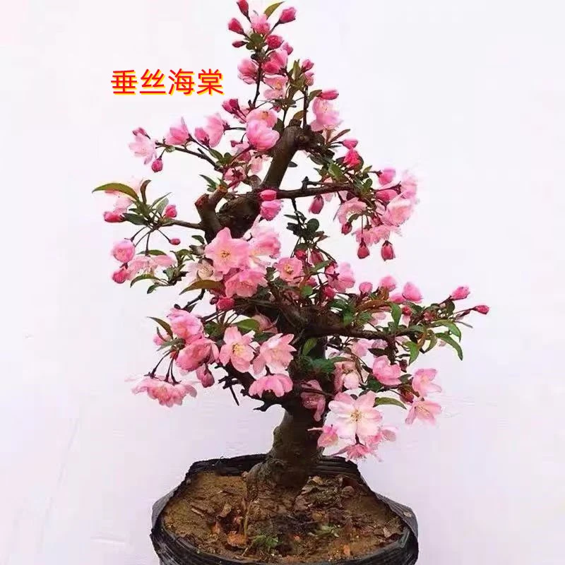 垂丝海棠室内室外阳台客厅耐寒耐热
