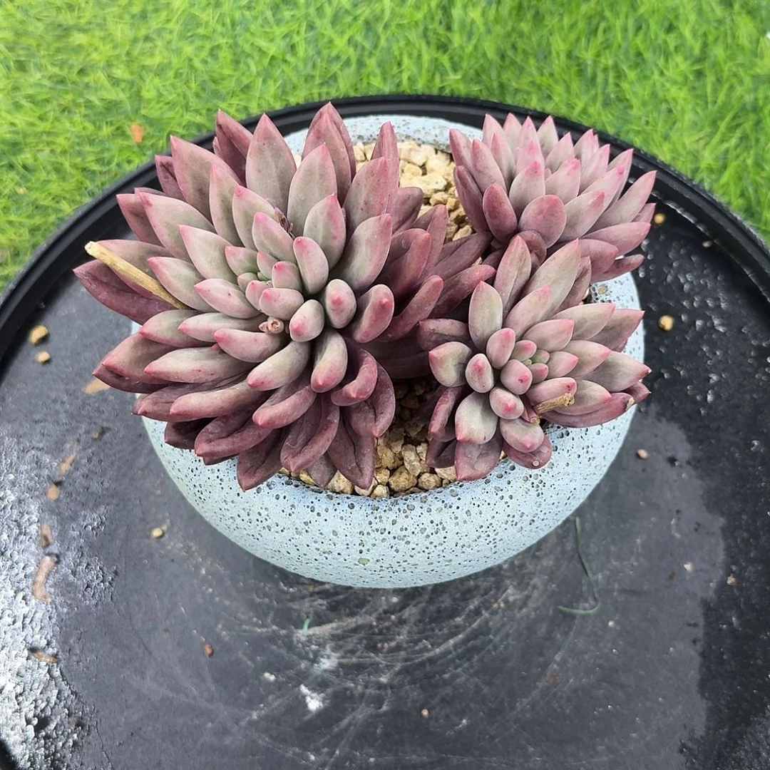 多肉植物多肉植物多肉