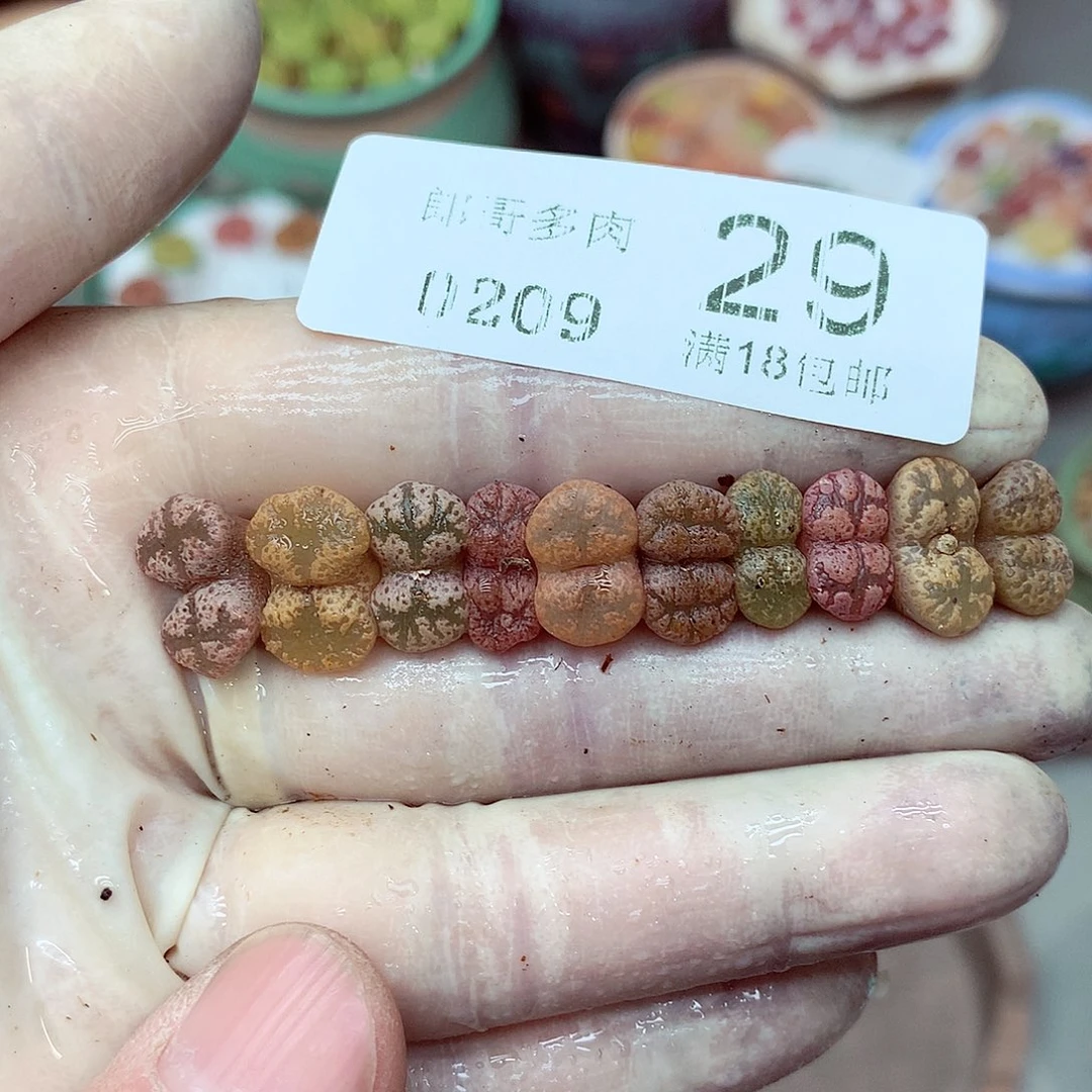 郎哥多肉生石花9-18