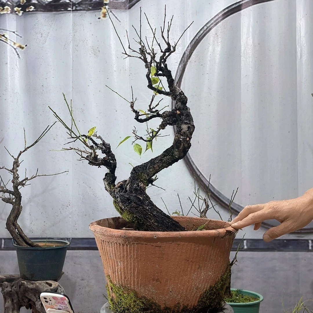无花朵脱盆包邮，梅花老桩