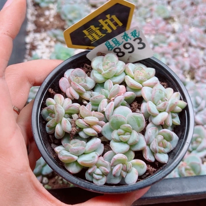 多肉植物多肉植物