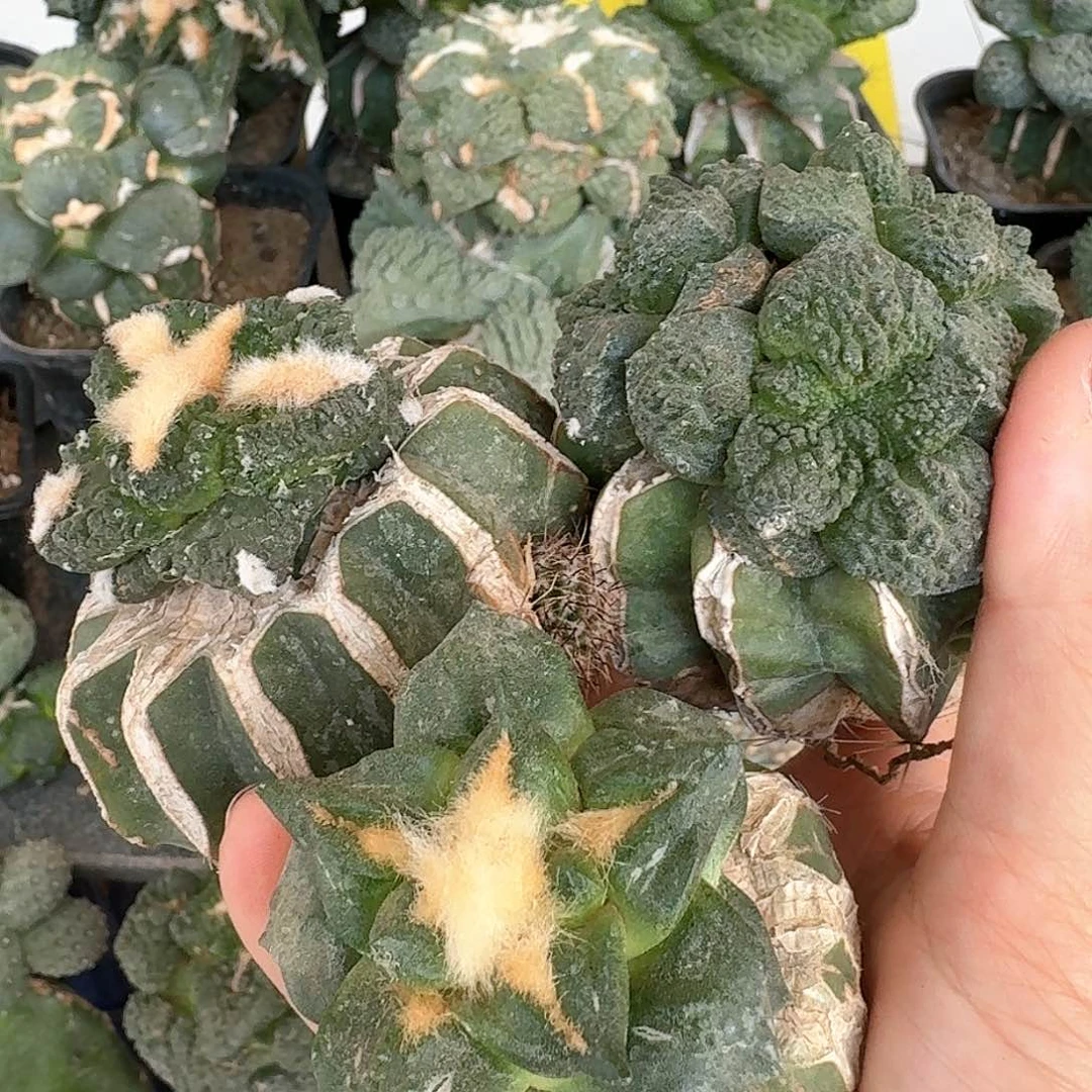 【闪购商品】无花朵清货三颗苗接牡丹