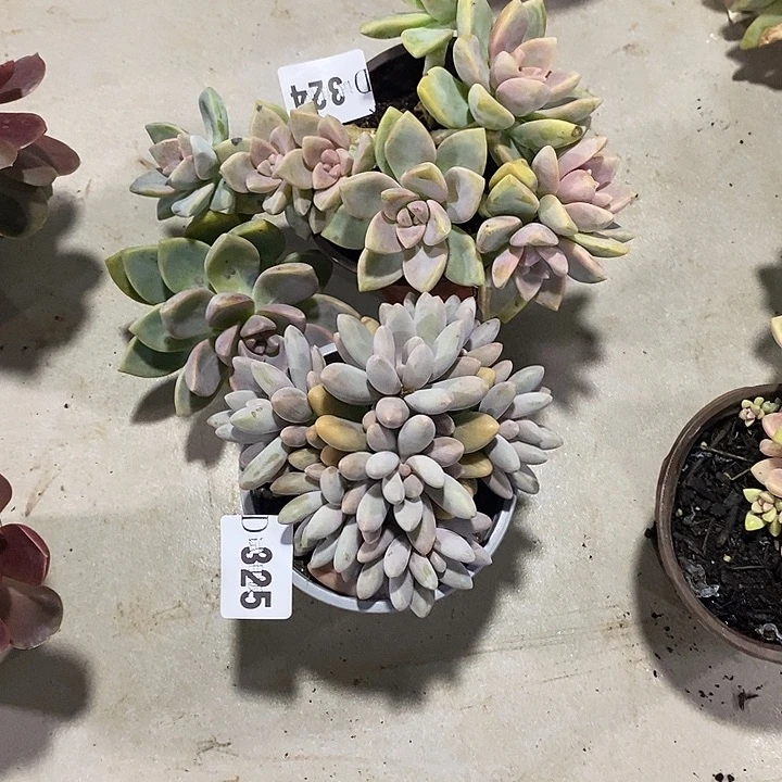 凤***玲324紫雾325粉色恋人多肉2颗