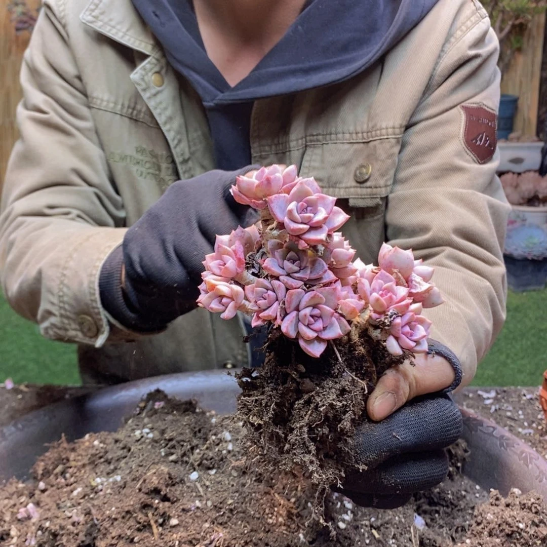 ?*子F16号红粉佳人多肉