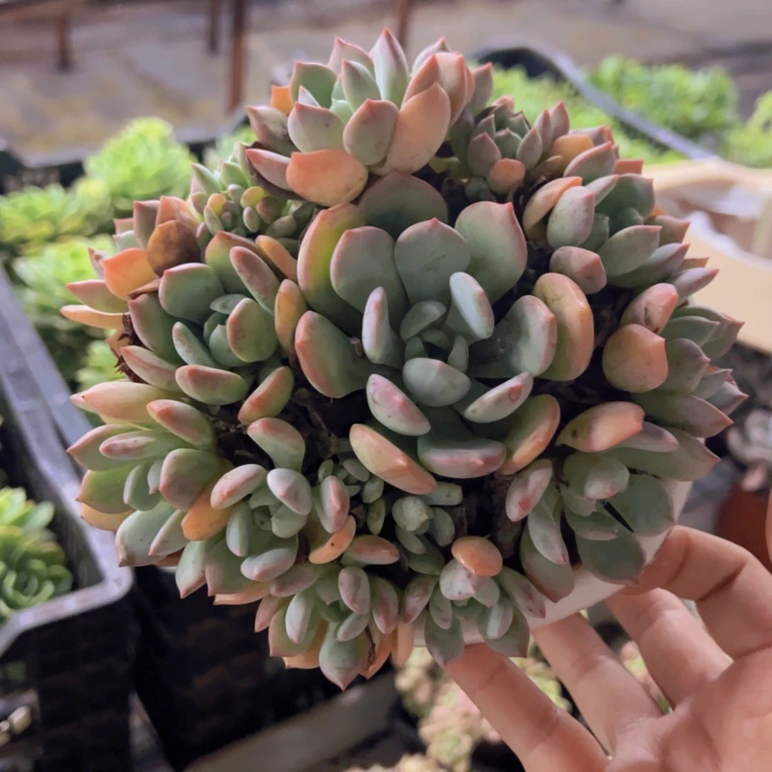 蜜桃格林整装手捧