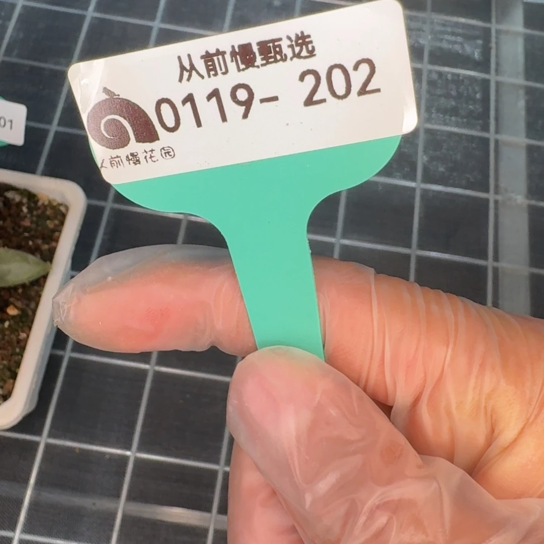 风****0从前慢多肉编号0119-202