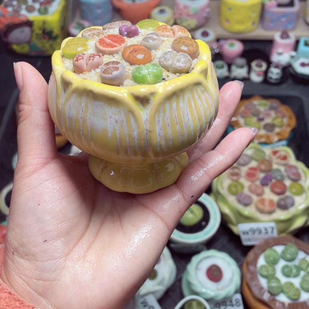 w9954 带盆土发货 -零下地区拍保温箱