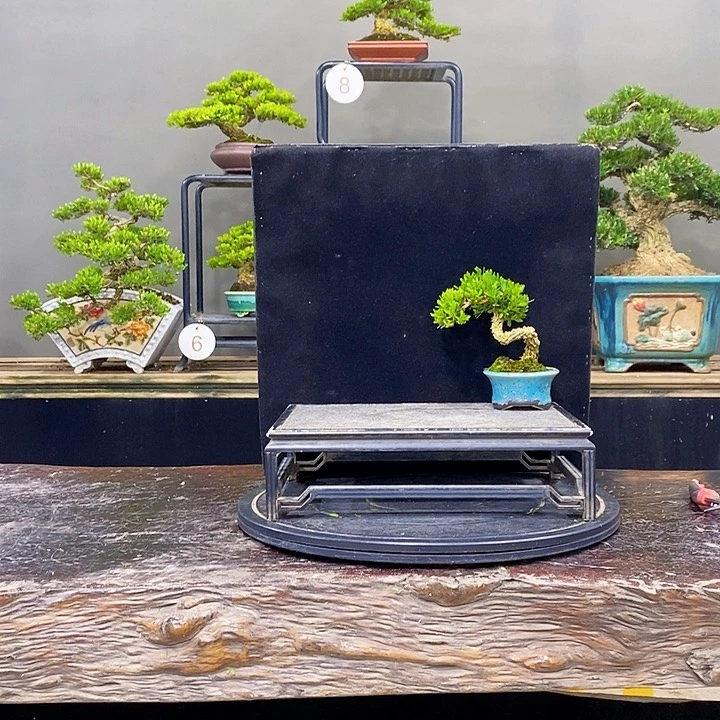 无花朵黄杨盆景四季常青