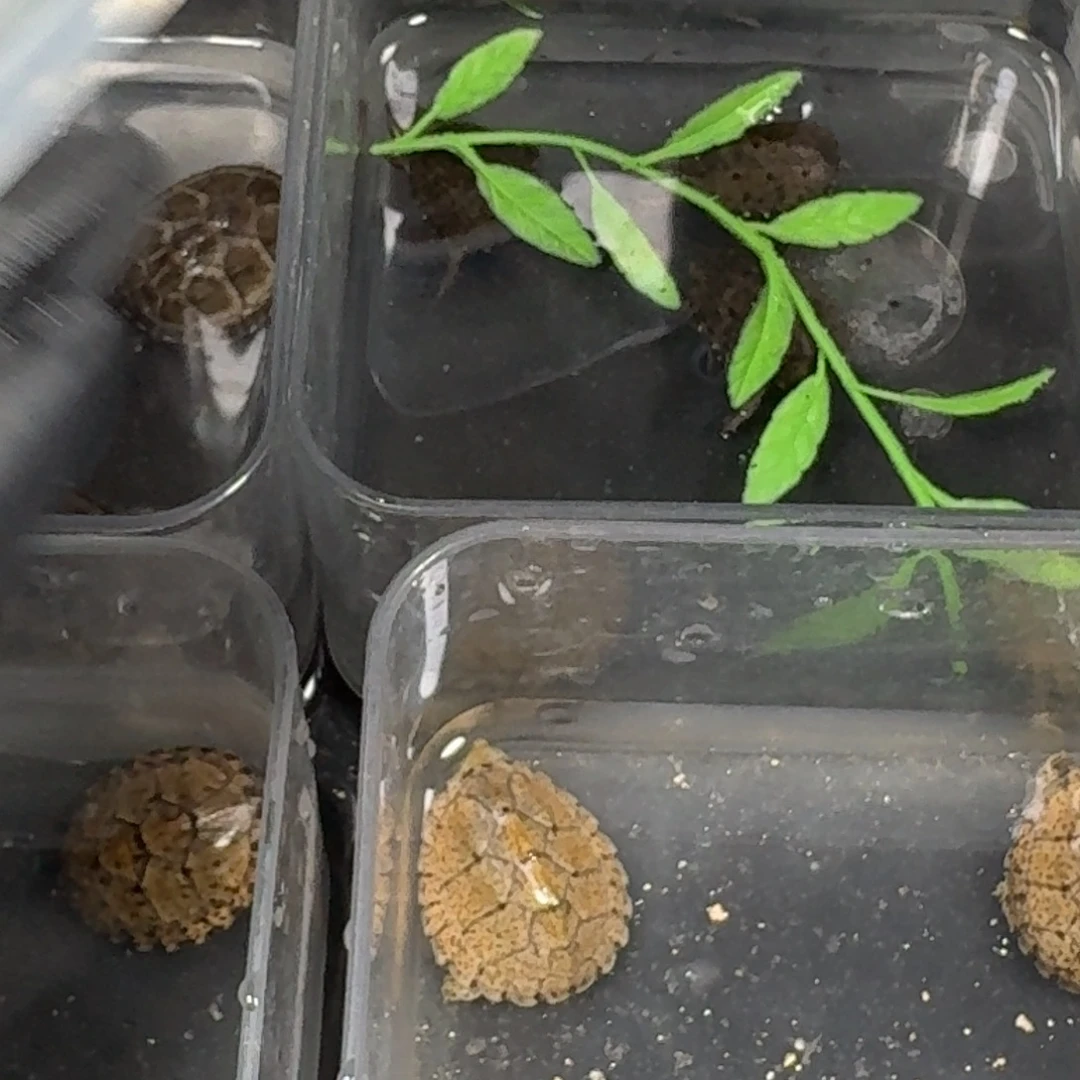 洪***靓白色蚕宝宝剃刀剃刀剃刀剃刀剃刀