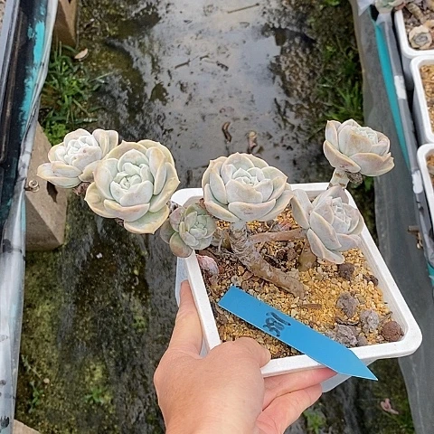 夜**兰387多肉植物老桩