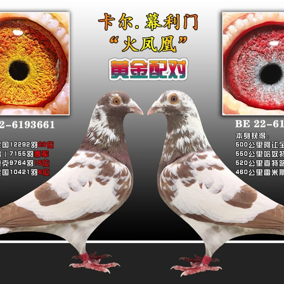 现挑现选异色信鸽种鸽