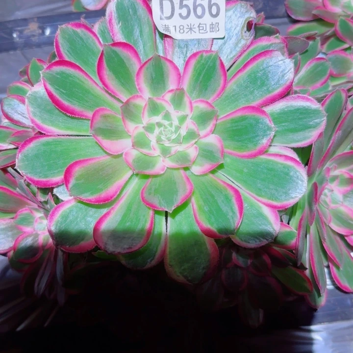 多肉法师淘宝福利，