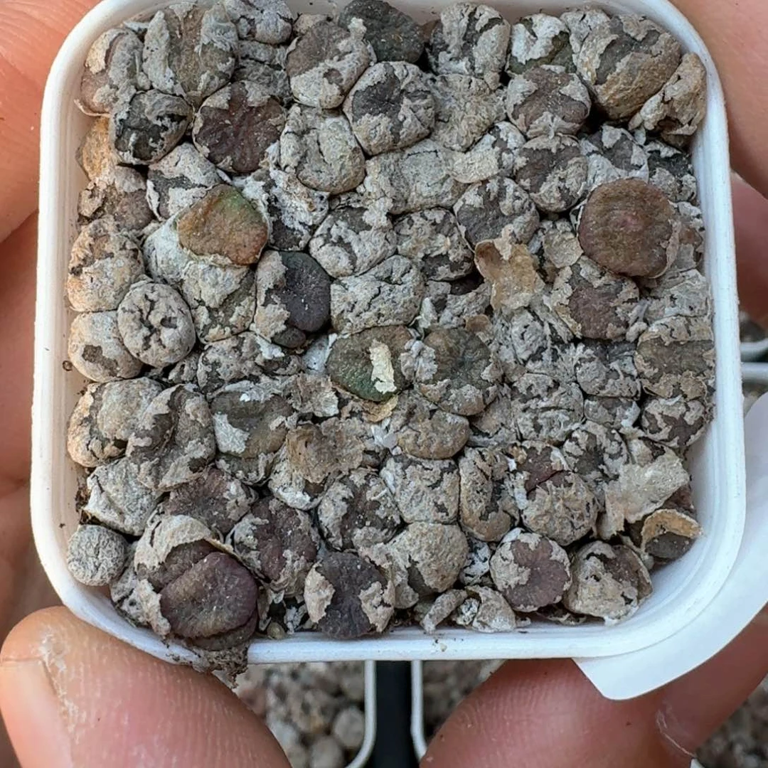 C23 多肉植物一盒