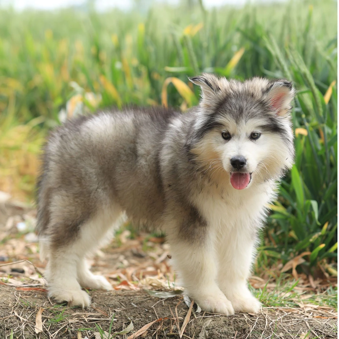 阿拉斯加(弟弟）两针疫苗  2个月  活体