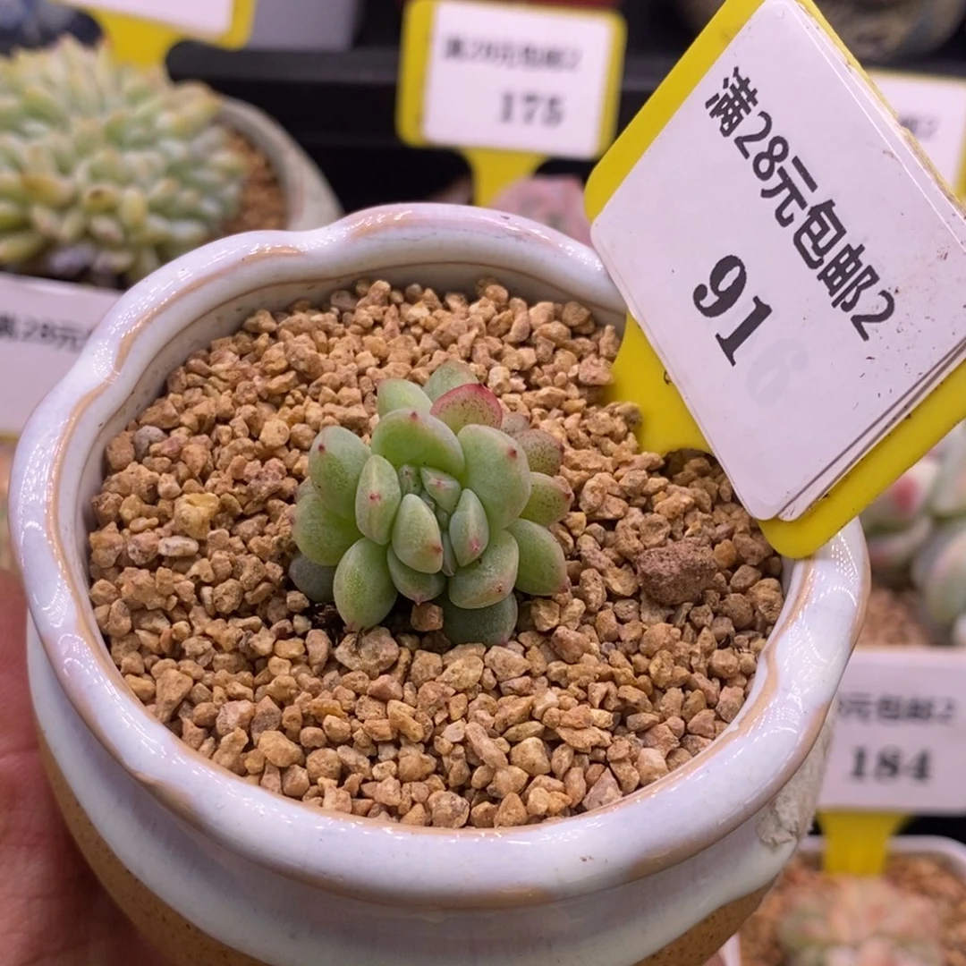 291雪花珍妮缀化多肉