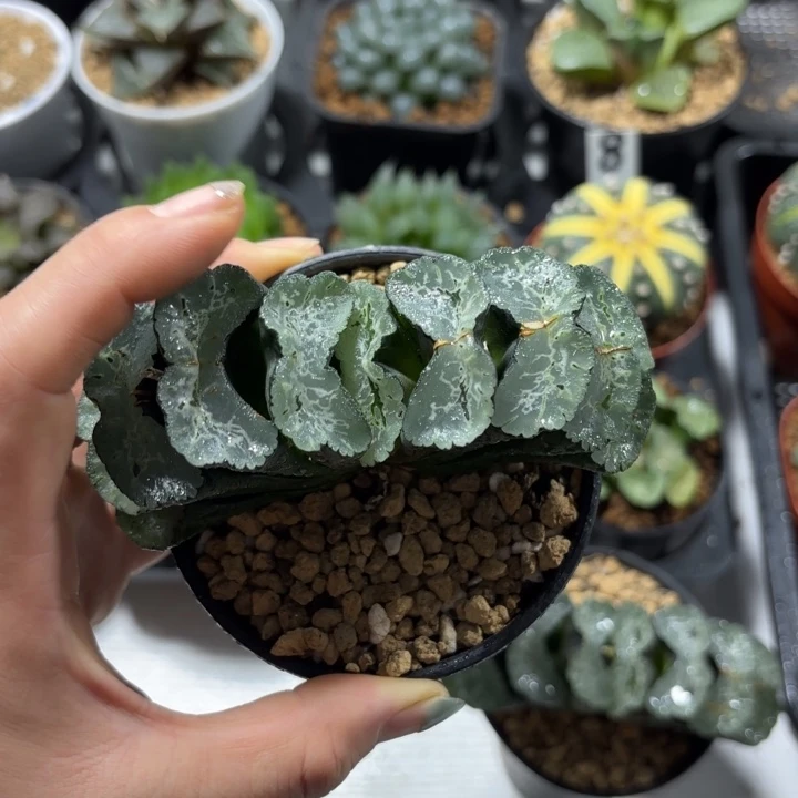 母本大北斋多肉植物