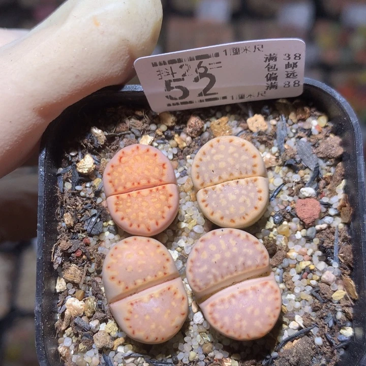 精品生石花26.52