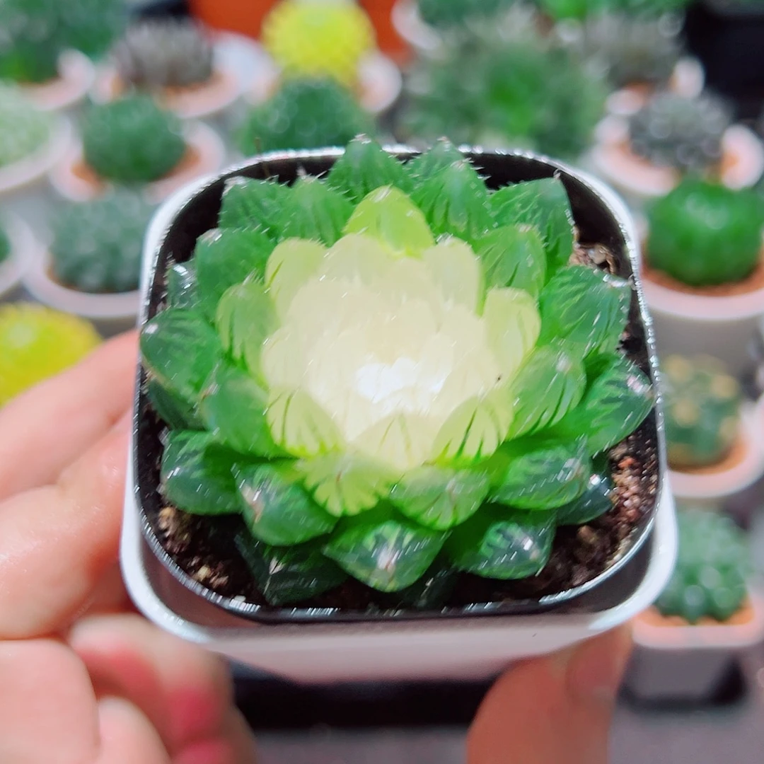 宝莲灯玉露多肉多肉多肉