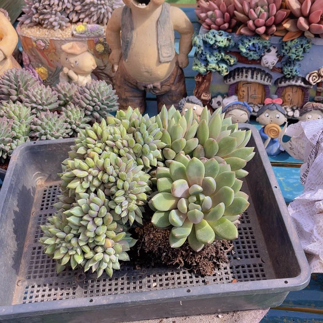 ?****?多肉象牙缀晴姐不带盆