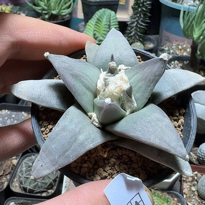 110龙尾牡丹带盆发货