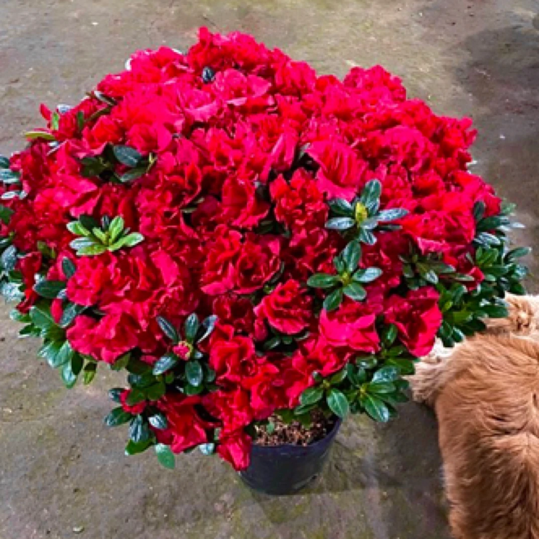 【巨无霸·红杜鹃树】杜鹃花 独杆棒棒糖 庭院阳台盆栽地栽均可种植