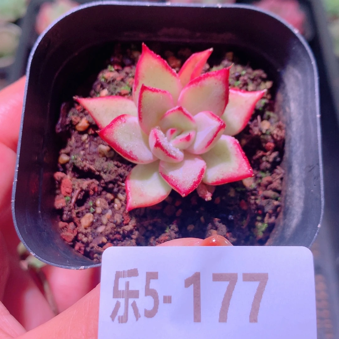 乐然5-177 多洛斯