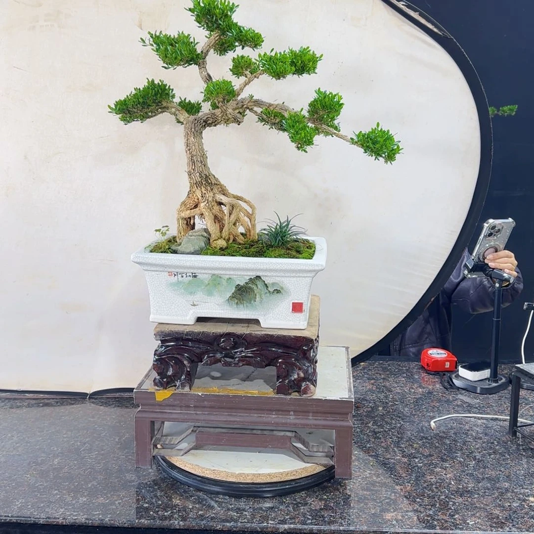 当前无花朵，栽培后可花朵