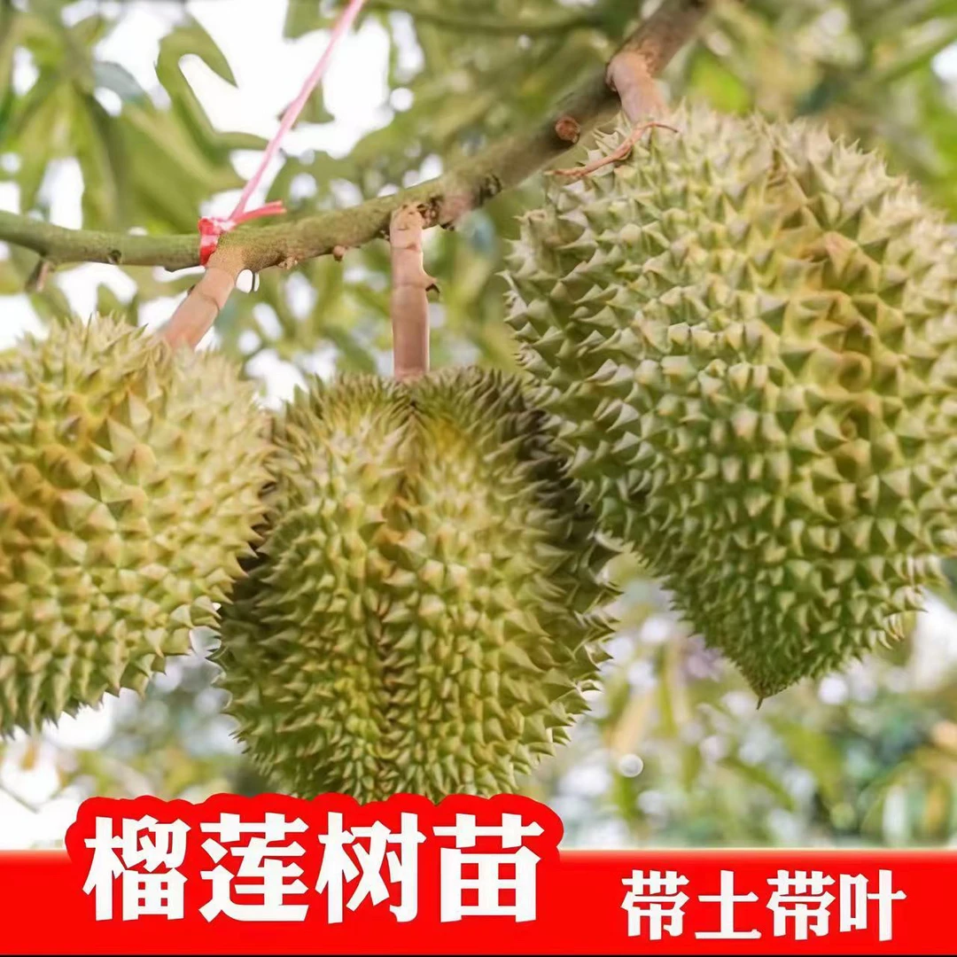 正品榴莲苗带土带叶发货【叶子对半修剪】