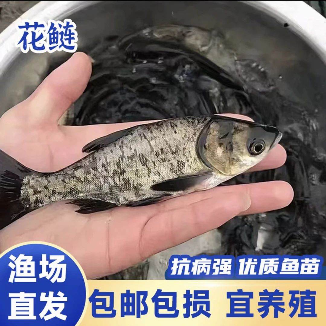 A现捞现发四川花鲢大头鱼 胖头鱼观赏水族淡水饲养