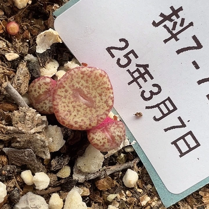 7-71秘纹安贞多肉植物肉锥