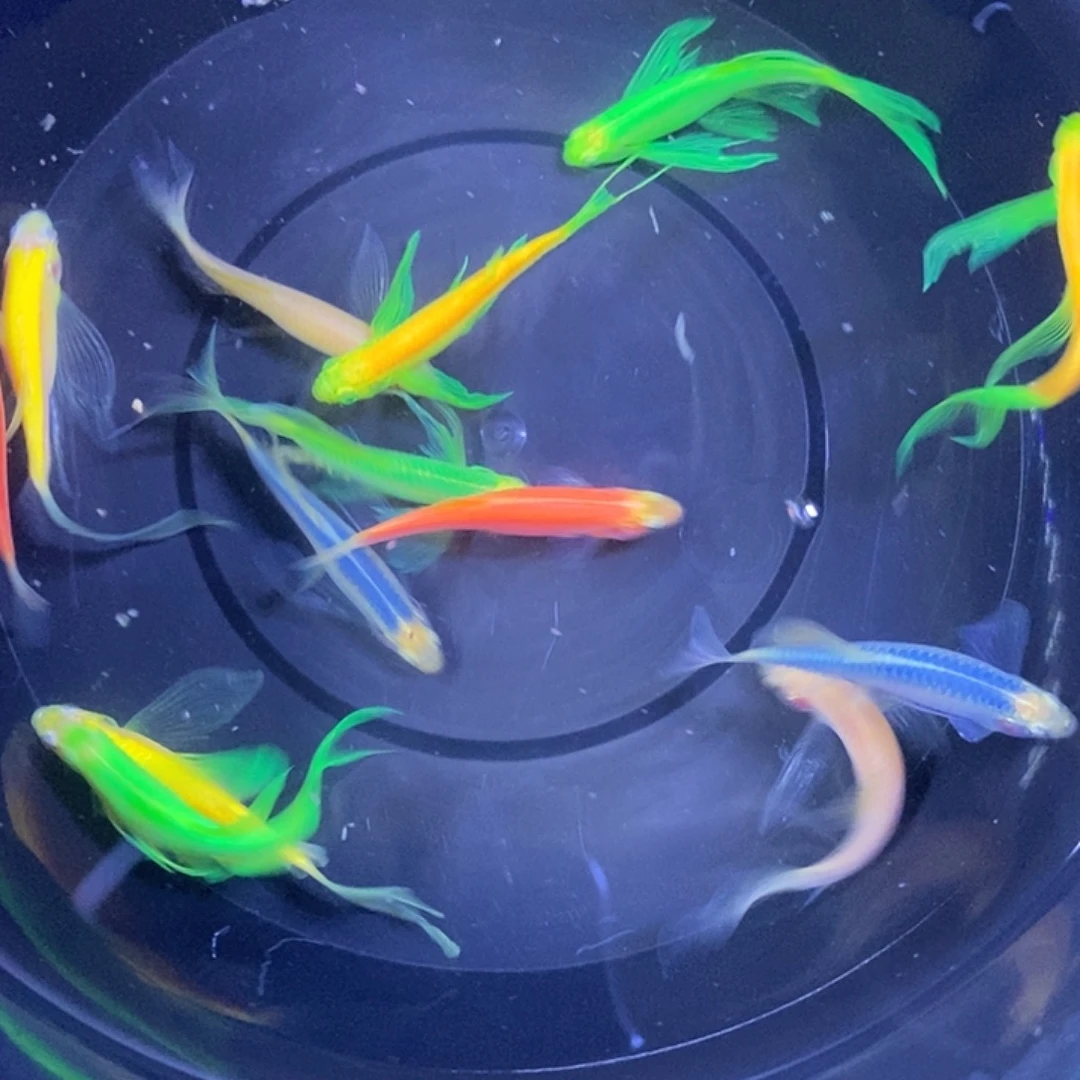 斑马鱼蝶翼斑马福利练手鱼微瑕疵3-4厘米10条